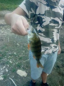European Perch