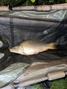Leather Carp