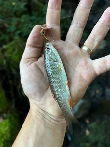 Roach