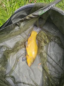 Tench