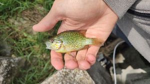 Green Sunfish