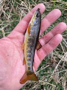 Brown Trout