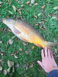 Mirror Carp