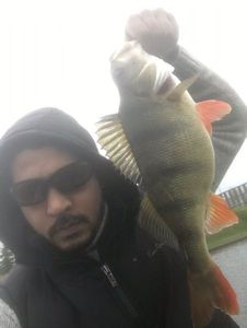 European Perch