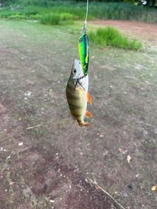 European Perch