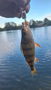 European Perch