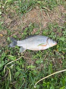 Crucian Carp
