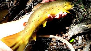 Brown Trout