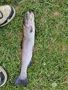 Rainbow Trout