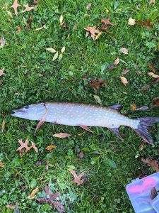Northern Pike