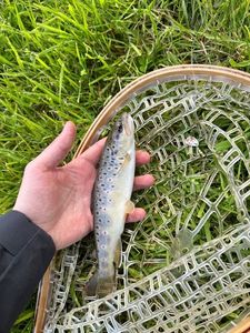 Brown Trout