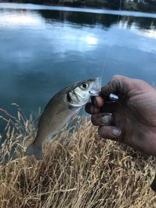 European Bass (Seabass)