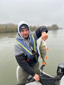 European Perch
