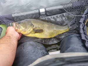 Largemouth Bass