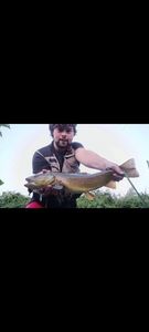 Marble Trout