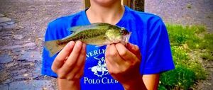 Largemouth Bass