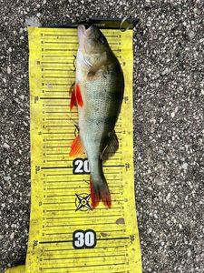 European Perch