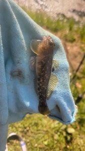 Round Goby
