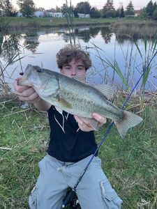 Largemouth Bass