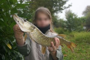 Northern Pike