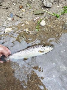 Brown Trout