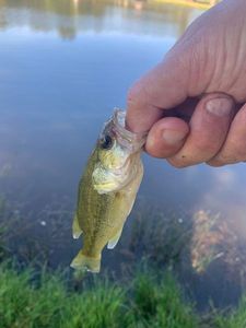 Largemouth Bass