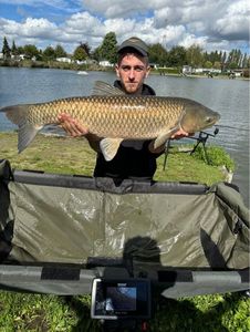 Grass Carp