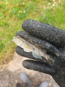 Round Goby