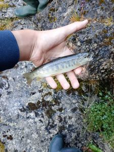 Brown Trout