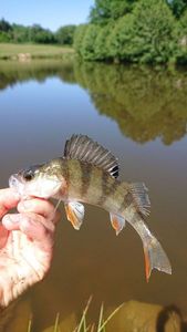 European Perch