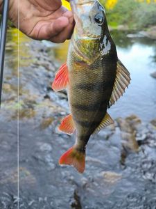 European Perch
