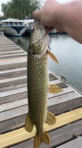 Northern Pike
