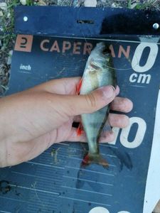 European Perch