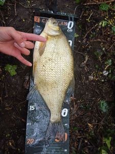 Common Bream