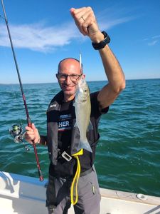 European Bass (Seabass)