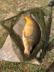 Leather Carp