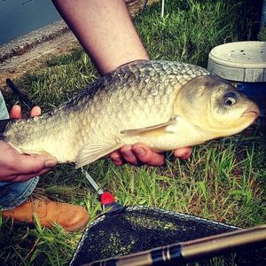 Crucian Carp