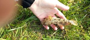 Giant Goby