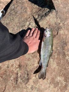 Rainbow Trout
