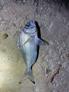 Gilthead Seabream
