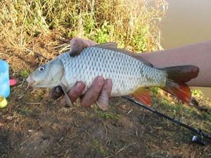 Common Carp