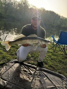 Zander