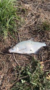 Common Bream