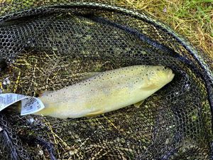 Brown Trout