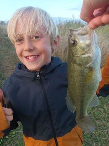 Largemouth Bass