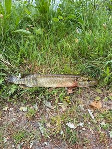 Northern Pike