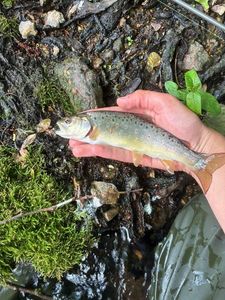 Brown Trout