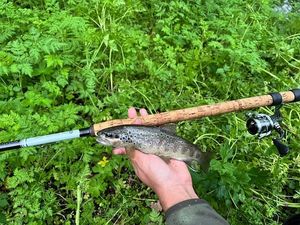 Brown Trout
