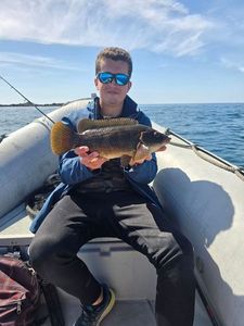 Ballan Wrasse