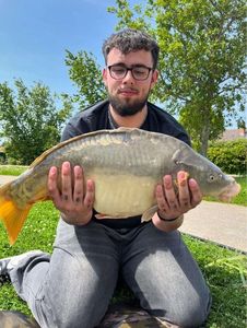 Mirror Carp